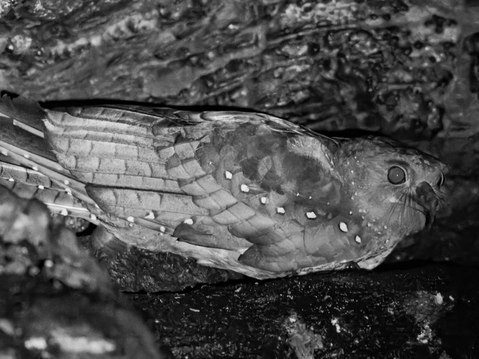 image Oilbird